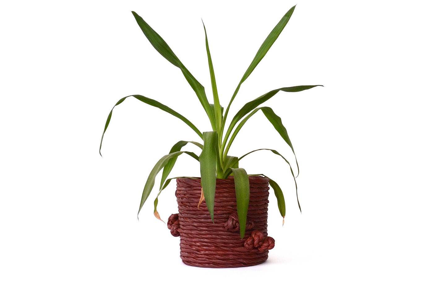 Sucus Planter M - Dance