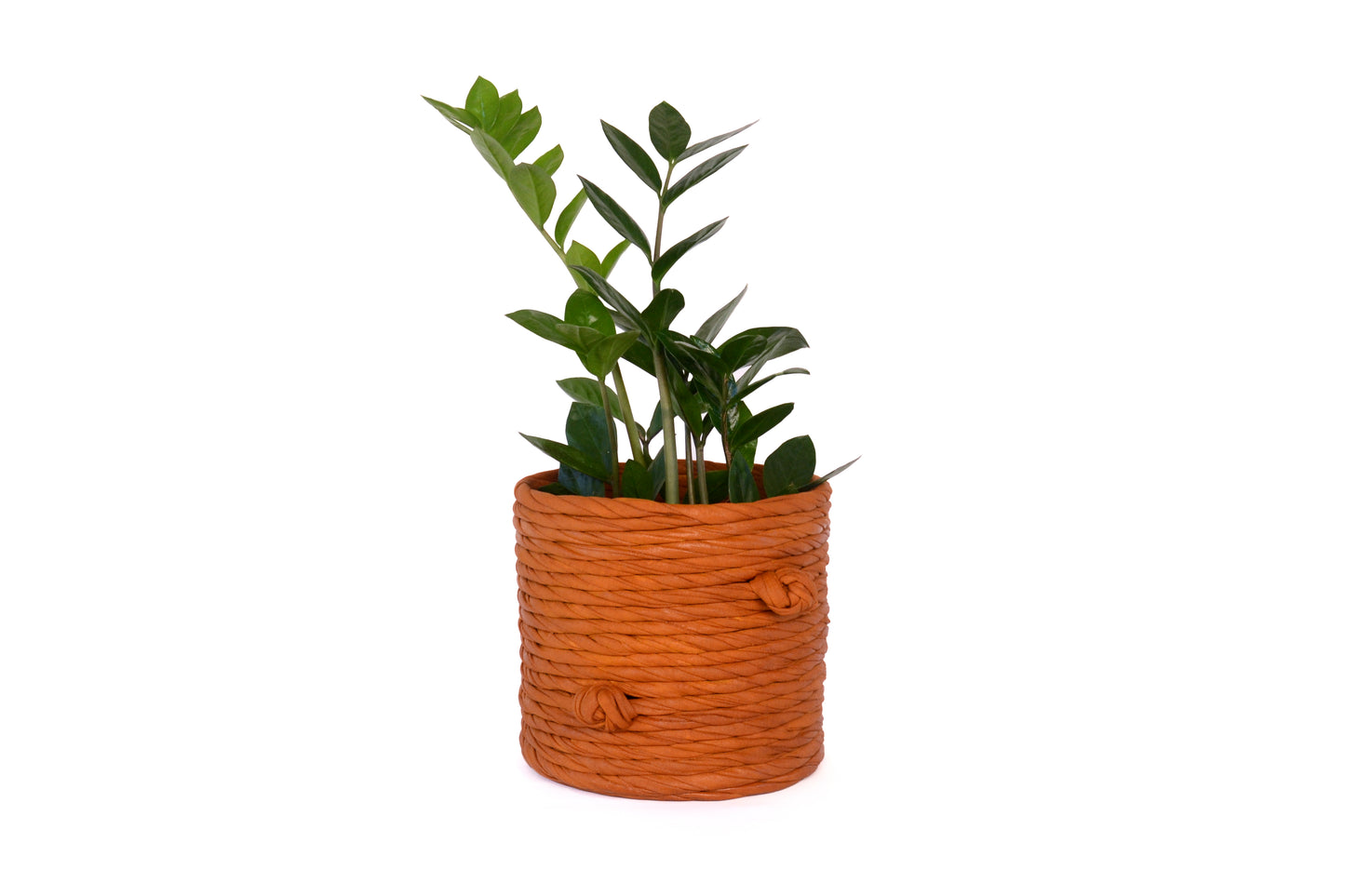Sucus Planter M - Dance